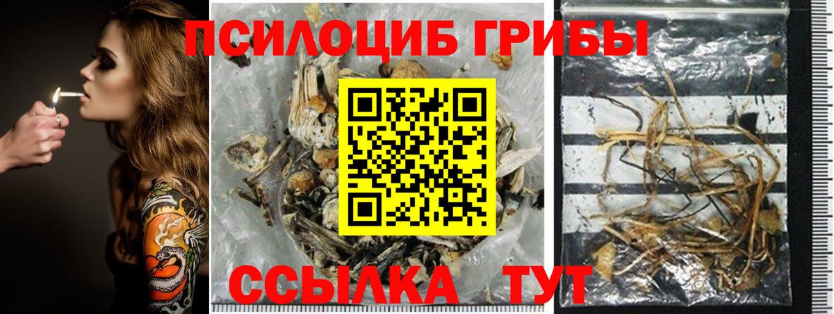 где купить наркоту  Галлюциногенные грибы Psilocybine cubensis  Вход с VPN  Амурск 
